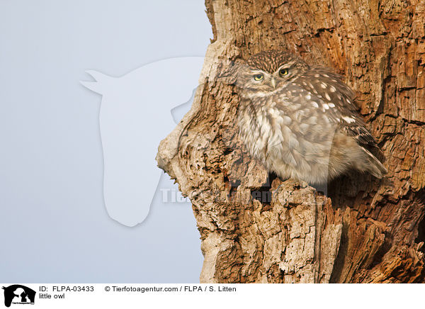 little owl / FLPA-03433