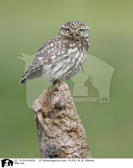 Steinkauz / little owl / FLPA-03438