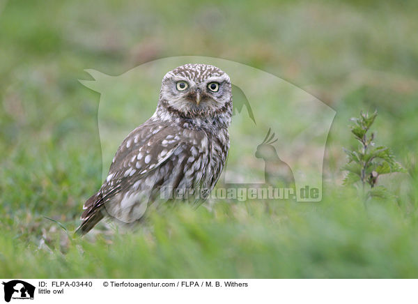 Steinkauz / little owl / FLPA-03440