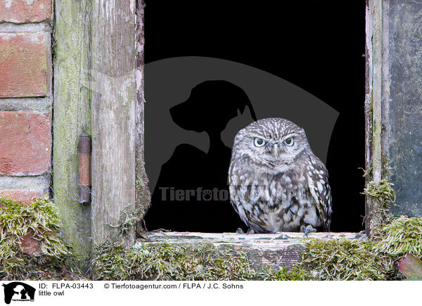 little owl / FLPA-03443