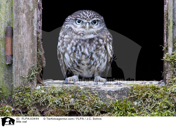 little owl / FLPA-03444