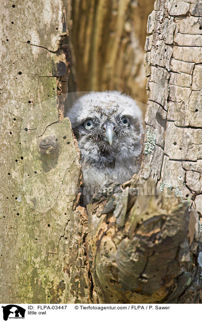 little owl / FLPA-03447