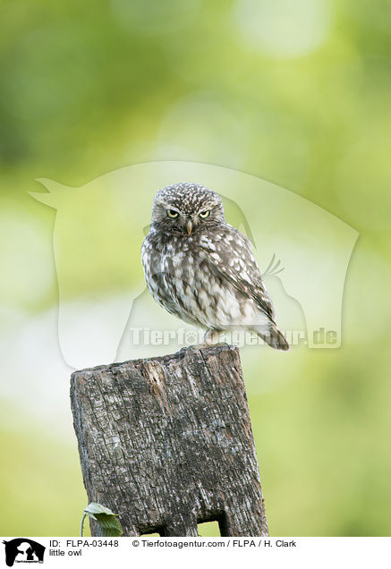 little owl / FLPA-03448