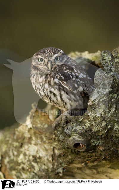 little owl / FLPA-03450