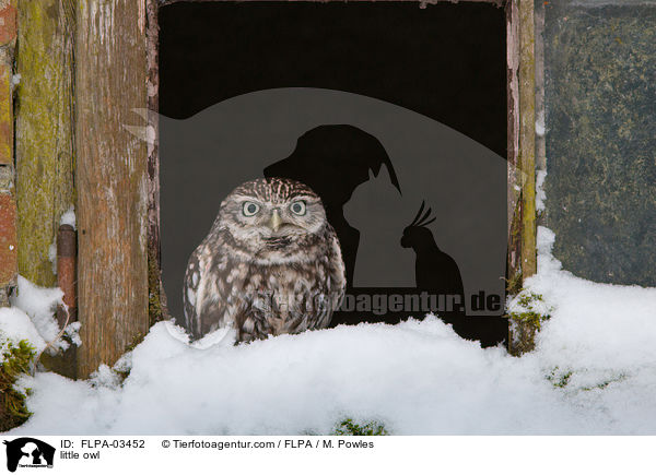 Steinkauz / little owl / FLPA-03452