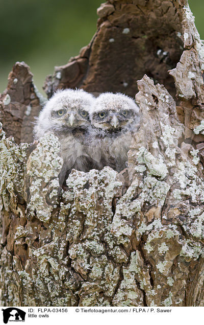 little owls / FLPA-03456