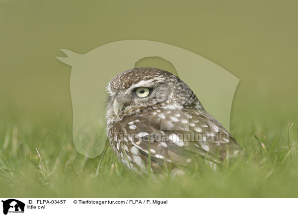 Steinkauz / little owl / FLPA-03457