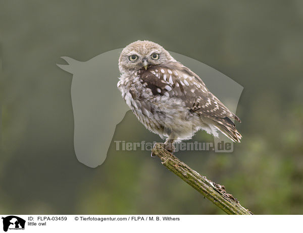 Steinkauz / little owl / FLPA-03459