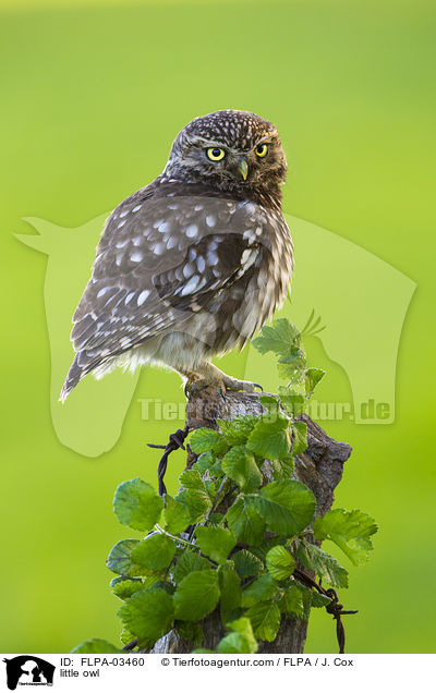 little owl / FLPA-03460