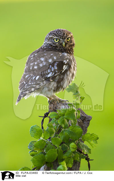 Steinkauz / little owl / FLPA-03460