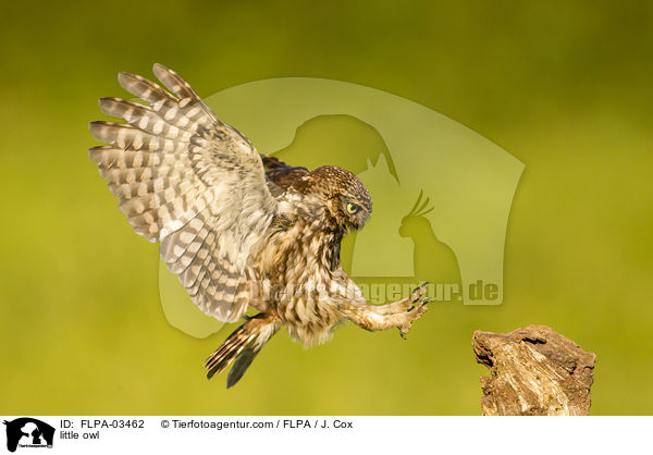 Steinkauz / little owl / FLPA-03462