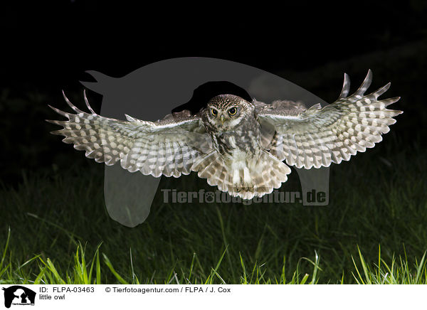 Steinkauz / little owl / FLPA-03463