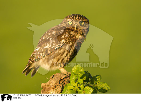Steinkauz / little owl / FLPA-03470