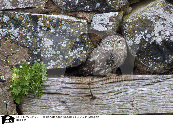 little owl / FLPA-03479