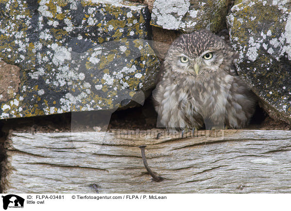 Steinkauz / little owl / FLPA-03481