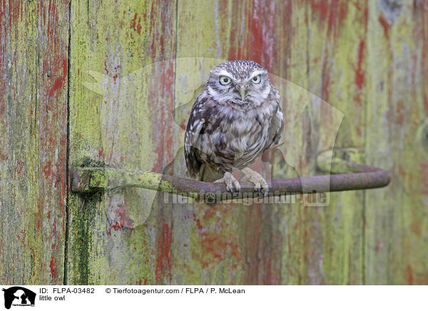 Steinkauz / little owl / FLPA-03482