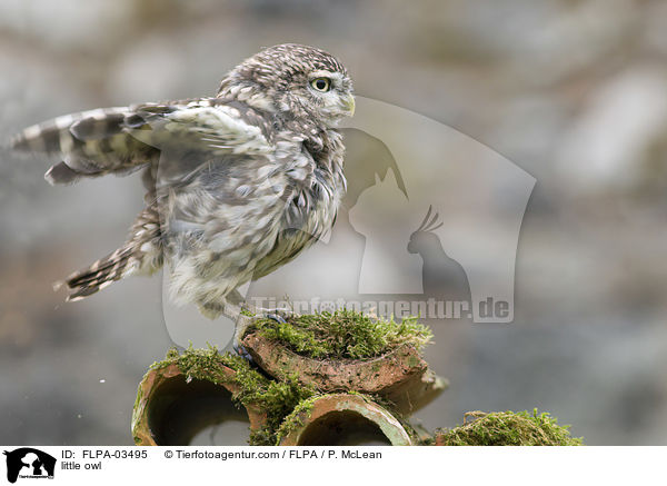 Steinkauz / little owl / FLPA-03495