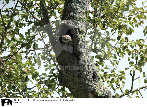 Steinkauz, Steinkauz / little owl / FF-04544