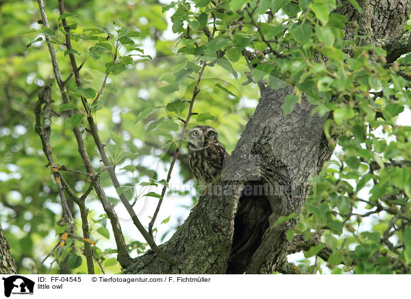 little owl / FF-04545