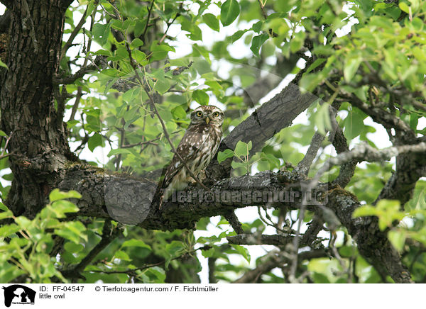 Steinkauz, Steinkauz / little owl / FF-04547