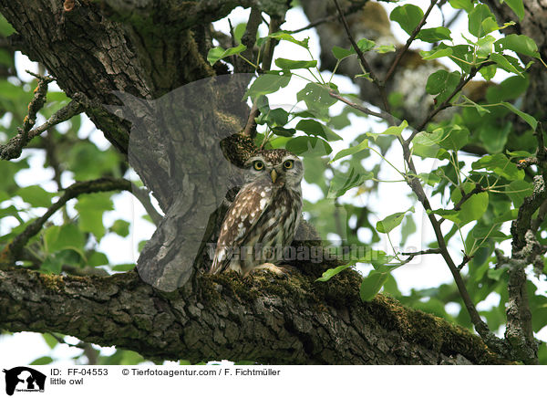 little owl / FF-04553