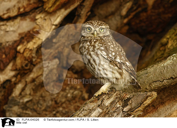 Steinkauz / little owl / FLPA-04026