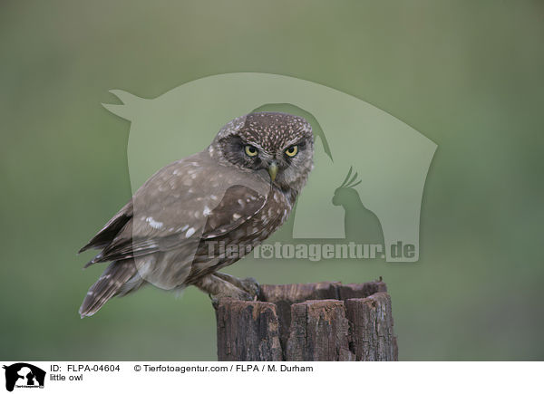 Steinkauz / little owl / FLPA-04604