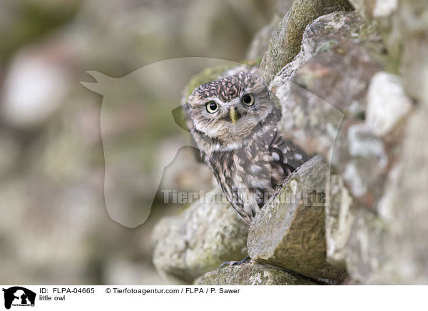little owl / FLPA-04665
