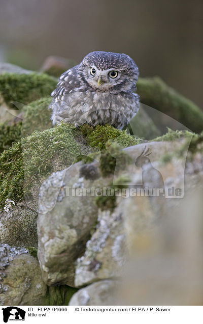 little owl / FLPA-04666