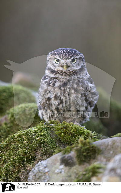 little owl / FLPA-04667