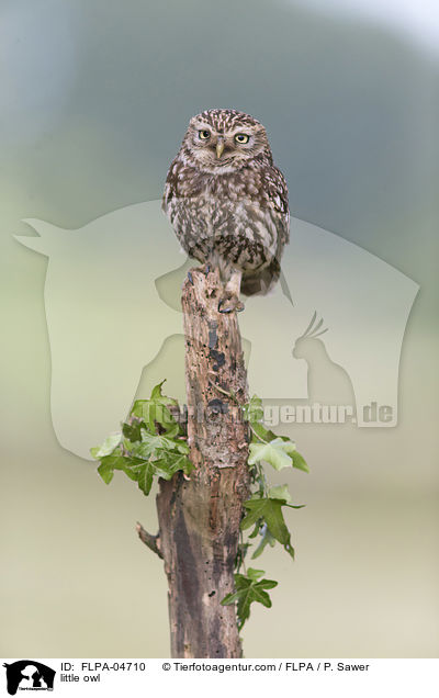 little owl / FLPA-04710