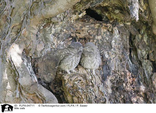 Steink�uze / little owls / FLPA-04711