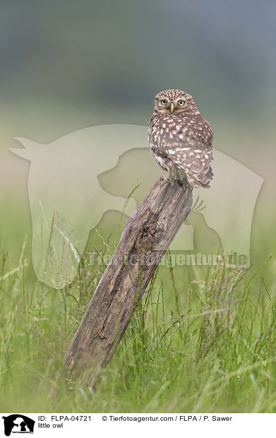 Steinkauz / little owl / FLPA-04721