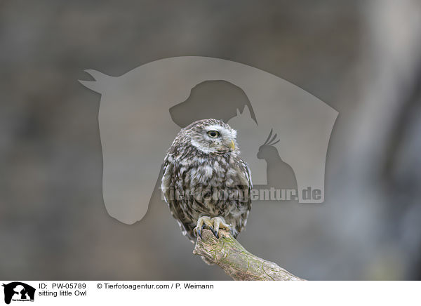 sitting little Owl / PW-05789