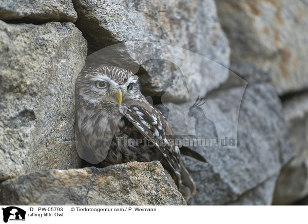 sitting little Owl / PW-05793