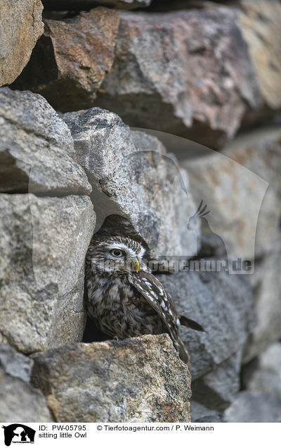 sitting little Owl / PW-05795