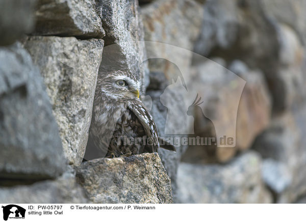 sitting little Owl / PW-05797