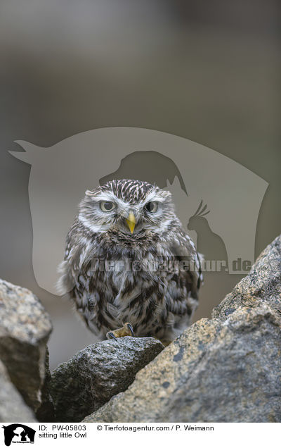 sitzender Steinkauz / sitting little Owl / PW-05803
