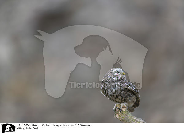 sitting little Owl / PW-05842