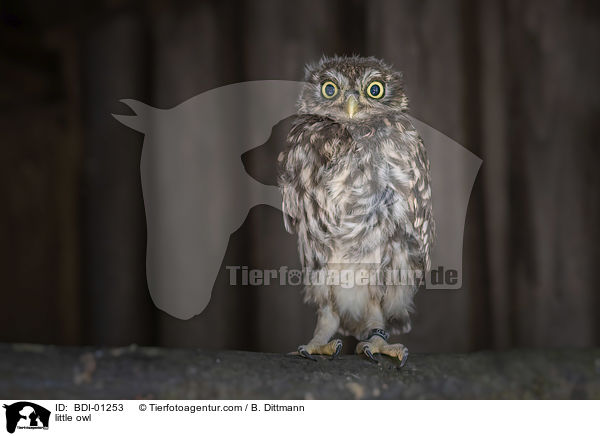 Steinkauz / little owl / BDI-01253