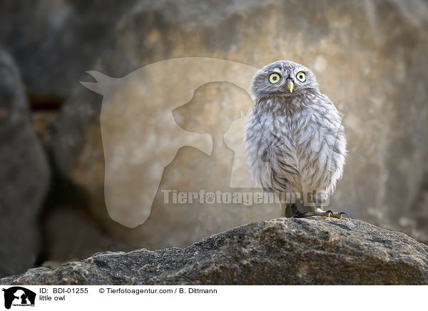 Steinkauz / little owl / BDI-01255