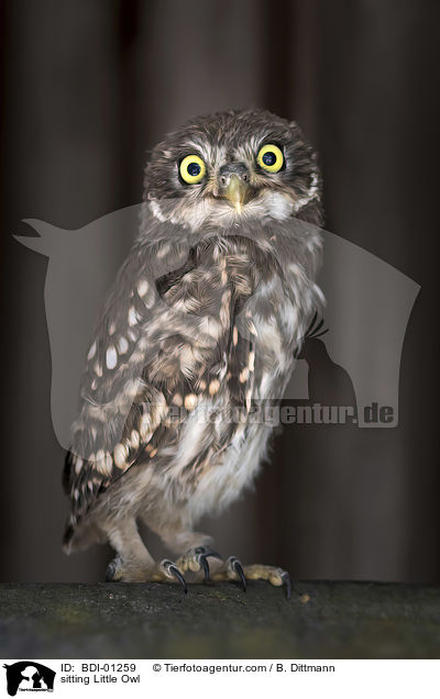 sitting Little Owl / BDI-01259