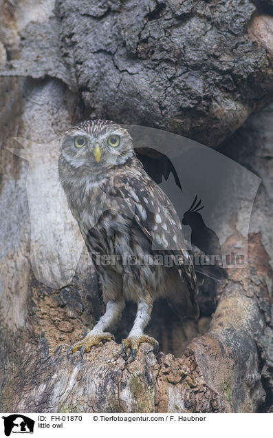 Steinkauz / little owl / FH-01870