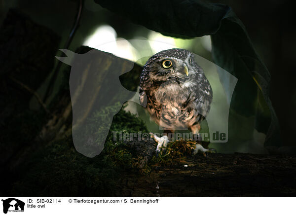 Steinkauz / little owl / SIB-02114