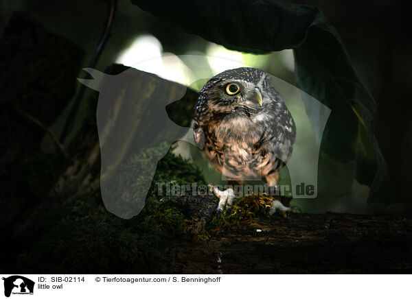 little owl / SIB-02114