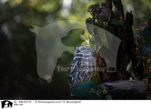 Steinkauz / little owl / SIB-02118