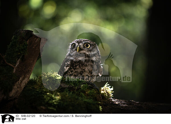 little owl / SIB-02120
