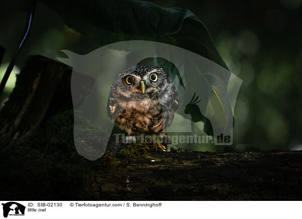 Steinkauz / little owl / SIB-02130