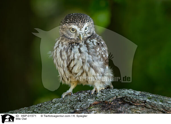 little Owl / HSP-01571
