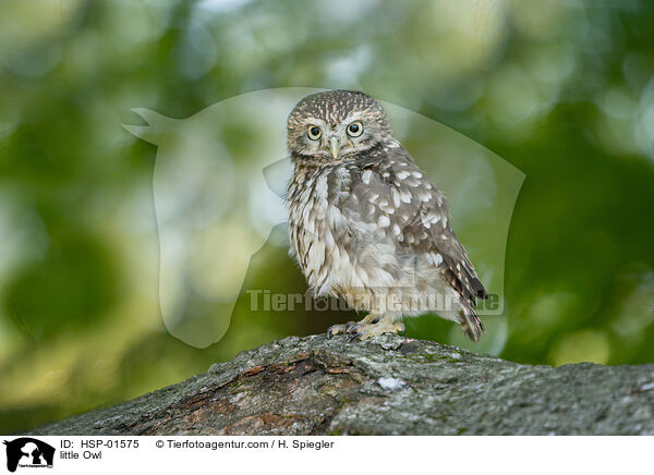 little Owl / HSP-01575